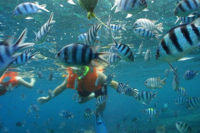 El mundo acuático en Cancún